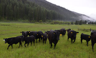 Cattle Grazing